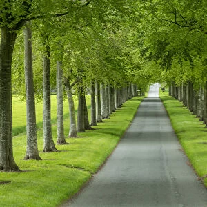 Avenue of Beech Trees, near Wimborne, Dorset, England