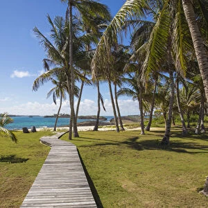Bahamas, Abaco Islands, Elbow Cay, Coconut grove near Tihiti beach