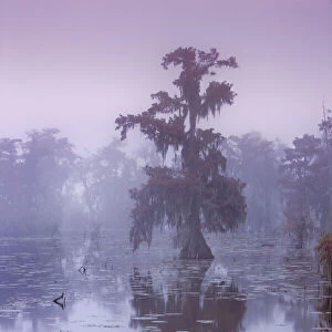 Bald cypress in fog - USA, Louisiana, St. Martin, Lake Martin