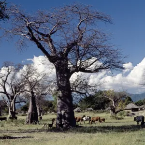 Malawi Antique Framed Print Collection: Mangochi