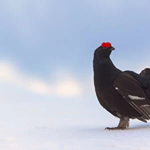 Black grouse on the snow. (Dolomites, Italy)