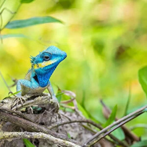Blue lizard (Calotes bachae) in native habitat, Duy Xuyen District