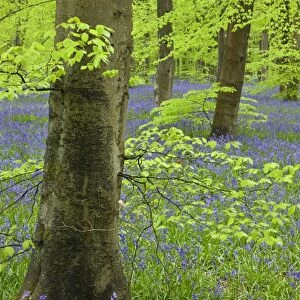 Bluebell carpet in a beech woodland, West Woods, Wiltshire, England. Spring
