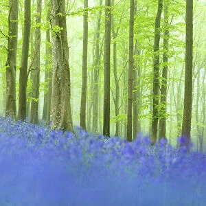 Bluebells in beech woodland, Ashmore Wood, Cranborne Chase, Dorset, England, UK