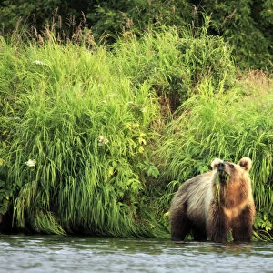 Brown bear, Ursus arctos, Opala river, Kamchatka Peninsula, Russia