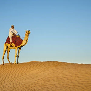Camel in the Empty Quarter (Rub Al Khali), Abu Dhabi, United Arab Emirates