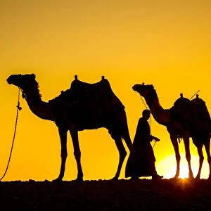 Camels in the desert near Giza, Cairo, Egypt