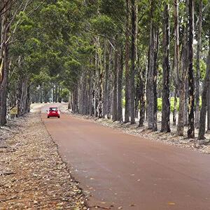 Car driving along driveway of Vasse Felix winery, Margaret River, Western Australia