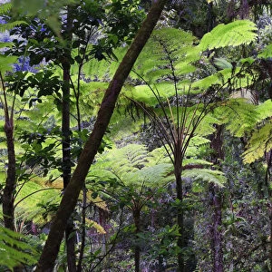 Caribbean, St Lucia, Des Cartier Trail, Tropical Rainforest