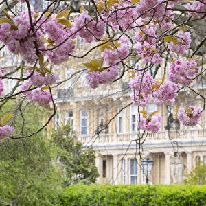 Cherry blossoms, Marylebone, London, England, UK