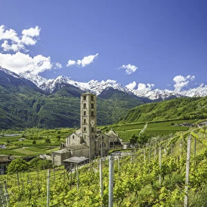 The Church of Bianzone surrounded by green vineyards of Valtellina. Province of Sondrio