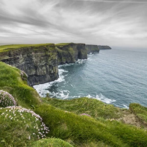 Cliffs of Moher with flowers on the foreground. Liscannor, Munster, Co. Clare, Ireland