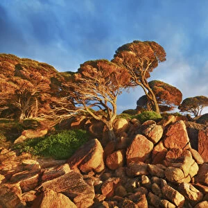 Coast landscape with pines at Bunker Bay - Australia, Western Australia, Southwest