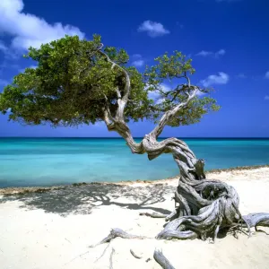 Divi Divi Tree, Aruba, Lesser Antilles, Caribbean Divi Divi Tree, Aruba, Lesser Antilles, Caribbean