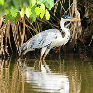 Herons Jigsaw Puzzle Collection: Cocoi Heron