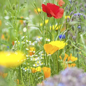Colorful flower meadow in the park of Ooidonk Castle near Deinze, East Flanders, Belgium