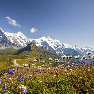 Colorful flowers framing Mount Eiger Mannlichen Grindelwald Bernese Oberland Canton