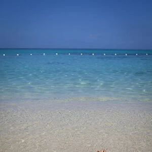Conch Shells, Cornwall Beach, Montego Bay, Jamaica, Caribbean
