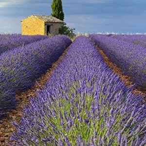 Cottage in Lavender field (Lavandula), Valensole, Plateau de Valensole, Alpes-de-Haute-Provence, Provence-Alpes-Cote d Azur, Provence, France