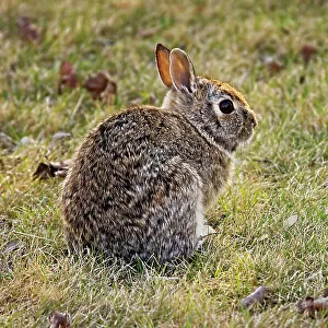 Mammals Collection: Cottontail Rabbit