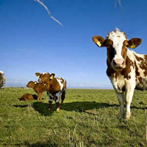 Cows, Hallig Hooge, Northern Frisia, Schleswig Holstein, Germany