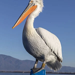 A Dalmatian pelican sits on the front of a blue boat at lake Kerkini