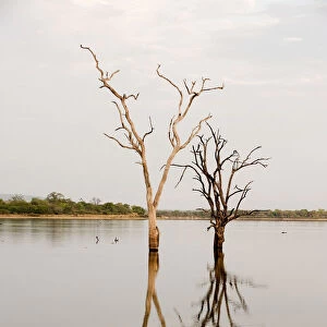 Dead trees in lake in Selous, Tanzania
