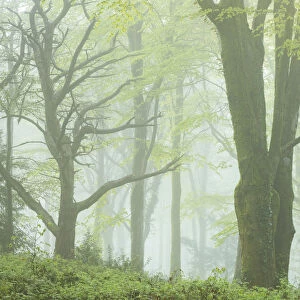 Deciduous woodland on a foggy morning, Bodmin, Cornwall, England