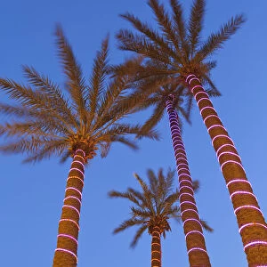 Decorative Palm trees in the wealthy area of Gueliz in Marrakesh, Morocco, North Africa