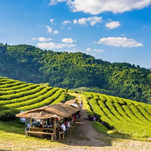 Doi Mae Salong tea plantation, Chiang Rai, Thailand