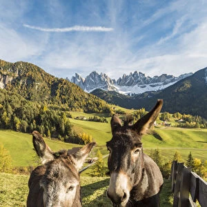 Two donkeys with Odle Dolomites peaks on the background. Santa Maddalena, Funes, Bolzano