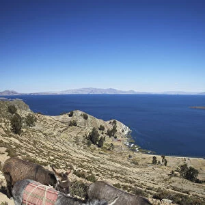 Donkeys walking on Isla del Sol (Island of the Sun), Lake Titicaca, Bolivia