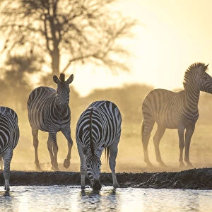 Drinking Zebra, Nxai Pan National Park, Botswana