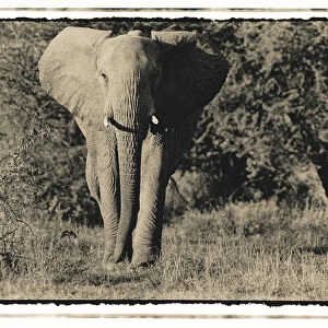 Elephant walking towards camera in African bush, Tanzania