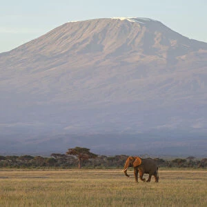 Elephants and Mount Kilimanjaro at dawn, Amboseli, Kenya