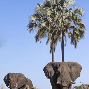 Elephants, Okavango Delta, Botswana, Okavango Delta, Botswana