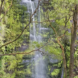 Erskine Falls, Great Otway National Park, Lorne, Great Ocean Road, Victoria, Australia