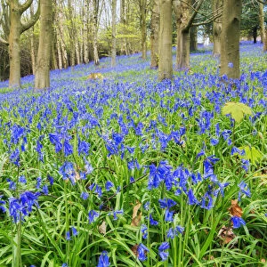 Europe, United Kingdom, England, West Sussex, East Grinstead, Kingscote, ancient bluebell