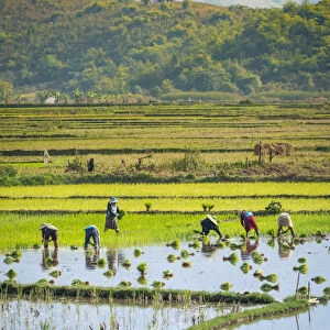 Farmers working on a rice field near Kengtung, Kengtung Township, Kengtung District