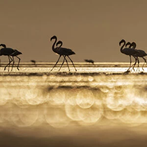 A flock of flamingos in Lake Natron at sunrise, Tanzania