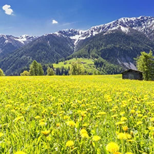 Flower meadows with traditional hut in Davos Wiesen, Parc Ela, Prettigau / Davos, Graubunden