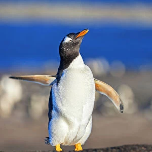 Gentoo penguin performing ballet dance, Sea Lion Island, Falkland Islands