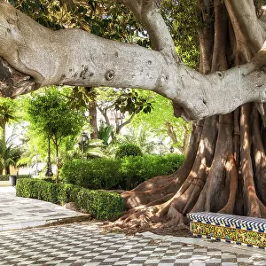 A giant ficus tree in the Alameda Apodaca (Alameda del Marques de Comillas) garden, Cadiz, Andalusia, Spain