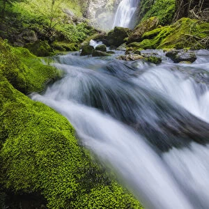 Gias Fontana waterfall and moss in Pesio Valley, Chiusa Pesio, Piedmont, Italy