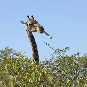 A Giraffe with a bone in its mouth on the edge of the Etosha Pan