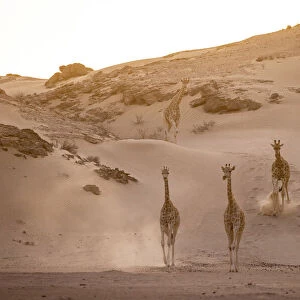 Giraffe herd, Skeleton Coast National Park, Namibia