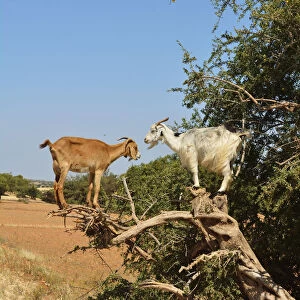 Goats on an Argan tree. Argan oil has become a fashionable product in Europe and North