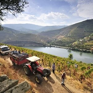 Grapes harvest along the Douro river, near Covelinhas. Alto Douro, a Unesco World Heritage Site