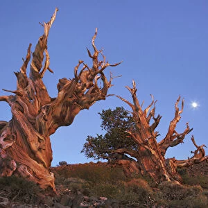 Great Basin bristlecone pine and moon in the White Mountains - USA, California, Inyo