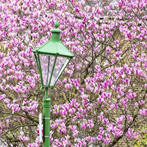 Green lamppost and magnolia tree, Kensington, London, England